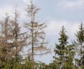 Bild:  Gabi Schönberger 
Die Hitze und der Borkenkäfer machen dem Wald – wie hier bei Altenparkstein im Kreis Neustadt/WN – schwer zu schaffen.