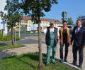 Bild: jr
Auf dem Parkplatz vor der Grundschule wurden schon vor Jahren fünf Ungarische Eichen gepflanzt, die prächtig gediehen sind. Künftig setzt die Stadtgärtnerei verstärkt auf klimaresistente Baumarten. Im Bild (von links) Stadtgärtner Willi Kilian (links) und seine Mitarbeiterin Brigitte Bassek mit Zweitem Bürgermeister Stefan Grillmeier.