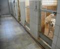 Bild: Gabi Schönberger
Die Stadt Weiden gibt das Projekt Tierheim-Neubau an den Tierschutzverein zurück. Auf einem benachbarten Grundstück, das bereits den Tierschützern gehört, soll der erste Bauabschnitt erstellt, danach die bestehende Einrichtung geräumt und saniert werden.
