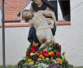 Bild: rha
Zwei Nachbarinnen in der Froschau ist es ein Anliegen, dass die Pieta zur Bergfest-Lichterprozession festlich geschmückt ist.