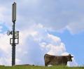Bild: Karl-Josef Hildenbrand/dpa
Nicht jede bayerische Kuh hat ihren eigene Mobilfunkantenne.