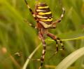 Bild: ubb
Die Wespenspinne war nur eine von vielen Insekten, die bei der Bestandzählung im Geschichtspark katalogisiert wurden.