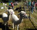 Bild: ld
Die Alpakas mit ihren rundlichen Köpfen und ihren großen Augen waren die Lieblinge der Kinder. Drei davon standen auf dem Gelände des Schaffestes und ließen sich beim Fressen zuschauen.