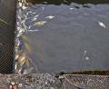 Bild: tr
Die Untersuchungen beim LfU haben ergeben, dass das Fischsterben in der Waldnaab bei der Hammermühle nicht auf irgendwelche Einleitungen zurückzuführen ist.