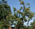 Bild: gpa
Von Apfelbäumen mit so vielen Früchten, wie sie 2018 von diesem Baum im Klosterdorf Speinshart geerntet werden konnten, kann man in diesem Jahr nur träumen. Der Mosttermin am Samstag in Haselbrunn könnte beweisen, dass trotzdem „a` bisserl` was" geht.
