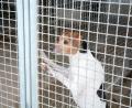 Bild: Gabi Schönberger
Ende 2020 läuft die Betriebsgenehmigung für das Tierheim aus. Noch gibt es keine Neubaupläne und Kostenschätzungen. Seit August steht fest: Der Tierschutzverein will's selber machen.