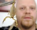 Symbolbild: Bernd Weißbrod/dpa
Einen extrem giftiger lebender Skorpion Androctonus australis.