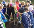Bild: sm
Schüler der Klasse 2b pflanzen zusammen mit ihrer Lehrerin einen Klimabaum im Pausenhof der Grundschule.