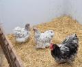Bild: fjo
Orpington nennt sich die weltweit größte Hühnerrasse. Fast 300 Tiere präsentieren Aussteller aus ganz Europa erstmals am Wochenende in der Pfreimdtalhalle.