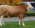 Bild: exb/RZO
Bildunterschrift:
Der Betrieb Zwickl aus Altenveldorf im Landkreis Neumarkt züchtete diesen hervorragenden Jungbullen des Bullenvaters „Wendlinger", der beim letzten Zuchtviehmarkt in Schwandorf zum Prüfungseinsatz von der Bayern-Genetik erworben wurde.