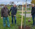 Bild: jr
Drei Obstbäume „Roter Boskoop“ wurden jetzt in der Obststreuwiese beim Fit&Fun-Park gepflanzt. Das Amt für Ernährung, Landwirtschaft und Forsten hat die drei Bäume zur Verfügung gestellt, die jetzt von der Stadtgärtnerei betreut werden. Bei der Pflanzaktion mit dabei waren (von links) Stadtgärtner Willi Kilian, Amtsleiter Wolfgang Wenisch und Bürgermeister Roland Grillmeier.