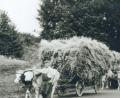 Repro: ü
Rinder waren früher nicht nur Milchlieferanten, sie wurden auch als Zug- und Arbeitstiere eingesetzt. Unser Bild aus der Mitte des vergangenen Jahrhunderts zeigt die Familie Zeitler beim Einbringen der Ernte.