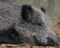 Archivbild: Popp
Wildschweine in einem Gehege.
