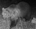 Bild: -
Das Foto einer Wildtierkamera im Landkreis Garmisch-Partenkirchen zeigt einen Braunbären. Foto: -/Bayerisches Landesamt für Umwelt/dpa