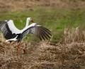 Bild: idu
Eine imposante Erscheinung ist der Pressather Storch auch am Boden. Immer öfter bleiben Störche in der Oberpfalz auch den Winter über.