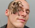 Bild: exb
Eine Spinne im Gesicht ist für viele ein Grund, schreiend wegzulaufen. Die Ausstellung in der Max-Reger-Halle kann helfen, Ängste abzubauen.