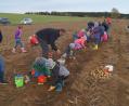 Bild: fvo
Die Kinder sind Begeisterung bei der Kartoffelsuche.