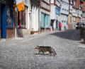 Bild: Frank Rumpenhorst
Eine Katze überquert eine gepflasterte Straße. F. Foto: Frank Rumpenhorst/dpa