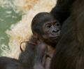 Bild: Ramona Such
Im Nürnberger Tiergarten hat Gorillaweibchen Habibu ihr erstes Junges zur Welt gebracht.
