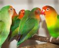 Bild: e
Bunte Farbenpracht im grauen November: Diese Vögel heißen Rosenköpfchen.