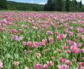 Bild: bsc
Der Mohn ist ein farbenprächtiges Aushängeschild der Öko-Modellregion Steinwald. Zusätzliche Anbauflächen werden gesucht.