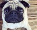 Bild: juh
Eine entspannte Haltung - Hunde und Katzen drücken durch ihre Körperhaltung oft viel mehr aus, als uns bewusst ist.