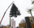 Bild: Gabi Schönberger
Hoch oben schwebt die Nordmann-Tanne auf ihren neuen Platz vor dem neuen Rathaus. Bald ist sie ein Weidener Weihnachtsbaum.