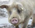 Bild: AMB
Ein Landwirt in Bernstein plant einen Freiauslauf für seinen Schweinestall. Die Nachbarn können sich mit dieser Idee nicht anfreunden. Sie befürchten, dass die Geruchsbelästigung stark zunimmt.