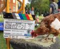 Archivbild: Aurelia's Filmtiere/dpa 
Das Huhn Sieglinde bei Dreharbeiten zu einem Film. Sieglinde hätte wohl noch Karriere gemacht. Aber sie wurde von einem Hund tot gebissen. Die Besitzerin fordert vor Gericht Schadenersatz.