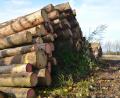 Bild: dob
Der Holzpreis ist im Keller, hieß es bei der WBV-Gebietsversammlung in Altenstadt. Trotzdem muss das Schadholz schnellstens aus dem Wald gebracht werden.