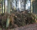 Bild: dob
Fest steht: der Wald wird sich durch den Klimawandel verändern. Genügend Holz liegt für die Hackschnitzelverwertung bereit.