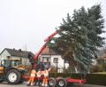 Bild: es
In Tännesberg dürfen sich die Menschen wieder auf einen schönen Christbaum freuen.