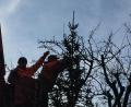 Bild: exb
In Fuhrmannsreuth steht schon der Christbaum.