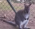 Bild: Polizei Cham
Dieses Wallaby wird in Cham vermisst.