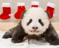 Bild: Zoo Berlin/dpa 
Beim Panda-Jungtier im Zoo Berlin hängen Nikolaus-Socken.