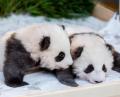 Bild: Christoph Soeder/dpa
Die Panda-Zwillings-Männchen Meng Yuan (links) und Meng Xiang liegen bei der Bekanntgabe ihrer Namen und ihres Geschlechts im Berliner Zoo in ihrem Bett.