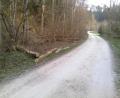 Bild: exb
Richtung öffentliche Straße umgestürzte Eschen im Taubenbachtal.