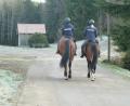 Bild: Portner
Andrea Scherr wohnte mit ihrer Familie viele Jahre in Oberlangau und unternahm oft Ausritte in die Umgebung. Dort suchten am Mittwoch zwei Polizistinnen der Reiterstaffel Mittelfranken nach der Vermissten. Mit Hermes und Gasparo machten sie sich in den dichten Fichtenwald in Richtung Stückberg auf.