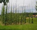 Archivbild:  Dieter Dörner
Im Hopfengarten in Illschwang wächst der Hopfen noch an Stangen.
