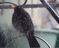 Bild: Wolfgang Houschka
Da ist sie wieder: Eine Herberge (sprich Nest) hat die Amsel. Aber Futter sucht sie, so lange es im Winter hell ist. Wenn's sein muss, auch mit kräftigen Schnabelhieben gegen ein Kellerfenster, das deswegen völlig verschmiert ist.