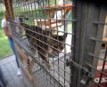 Bild: Andreas Brückmann
Das Tierheim in Amberg bekommt auch aus Ursensollen finanzielle Unterstützung.