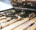 Bild: kaz
Die Bienen von Andrea Stauber überwintern in ihrem Bienenstock. Trotzdem muss die Imkerin regelmäßig nach den Tieren schauen.