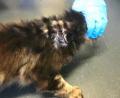 Bild: Deutscher Tierschutzbund Landesverband Bayern
Das Foto zeigt kahle, blutverkrustete Stellen am Nacken einer beschlagnahmten Katze, die nach Angaben des Tierschutzbundes durch starken Parasitenbefall oder durch Futtermittelallergie ausgelöst wurden.