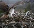 Bild: exb
Erst mit ausgebreiteten Schwingen ist erkennbar, welch mächtige Vögel Fischadler sind. Von ihrem Horst in luftiger Höhe aus, haben sie ihr Revier hervorragend im Blick.