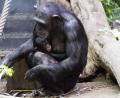 Bild: Zoo Leipzig
Schimpansenweibchen Kisha hat am ersten Weihnachtstag einen Sohn geboren.