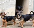 Bild: Petra Hartl
Der Hundetrakt ist der Teil des Tierheims, der aufgrund seines Alters nicht mehr ordnungsgemäß genutzt werden kann und deshalb neu gebaut werden soll.
