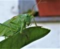 Bild: ubb
Bei den Exkursionen durch Wald und Flur können Naturliebhaber manche Raritäten unter den Insekten entdecken, die immer seltener werden, wie dieses große Heupferd.