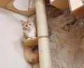 Bild: urs
In Regensburg hat das erste Katzencafé eröffnet.
