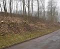 Bild: fz
Beidseitig der Ortszufahrt von Wilchenreuth sieht man die Stümpfe der entfernten Bäume.