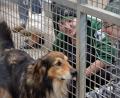 Bild: exb
Das Tierheim Amberg braucht Finanzhilfe. Im Hauptausschuss wurden jetzt die Weichen für einen neuen Fundtiervertrag gestellt.